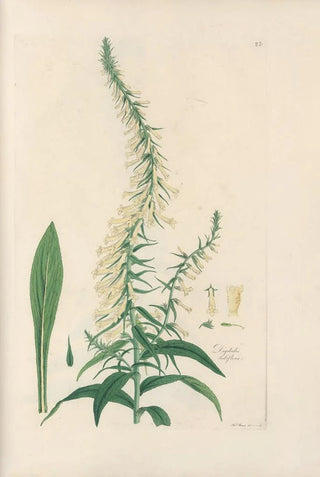 John Lindley - Digitalium monographia Pl22.webp