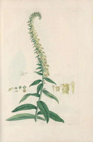 John Lindley - Digitalium monographia Pl23.webp