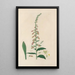 Digitalium monografihal Maleri Pl25 - John Lindley — indrammet kunstværk på væggen