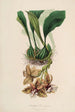 Sertum orchidaceum En krone af de smukkeste orkidéblomster Pl01 - John Lindley — visning af kunstværket