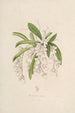 Sertum orchidaceum En krone af de smukkeste orkidéblomster Pl02 - John Lindley — visning af kunstværket