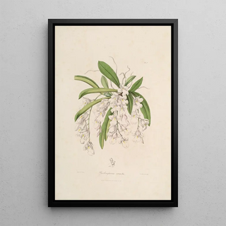 John Lindley - Sertum orchidaceum A wreath of the most beautiful orchidaceous flowers Pl02.webp