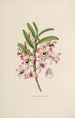 Sertum orchidaceum En krone af de smukkeste orkidéblomster Pl03 - John Lindley — visning af kunstværket