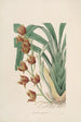 Sertum orchidaceum En krone af de smukkeste orkidéblomster Pl04 - John Lindley — visning af kunstværket