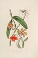 Sertum orchidaceum En krone af de smukkeste orkidéblomster Pl05 - John Lindley — visning af kunstværket