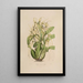 Sertum orchidaceum En krone af de smukkeste orkidéblomster Pl06 - John Lindley — indrammet kunstværk på væggen