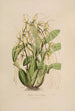Sertum orchidaceum En krone af de smukkeste orkidéblomster Pl06 - John Lindley — visning af kunstværket