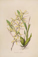 Sertum orchidaceum En krone af de smukkeste orkidéblomster Pl07 - John Lindley — visning af kunstværket