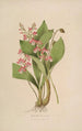 Sertum orchidaceum En krone af de smukkeste orkidéblomster Pl09 - John Lindley — visning af kunstværket