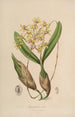 Sertum orchidaceum En krone af de smukkeste orkidéblomster Pl10 - John Lindley — visning af kunstværket