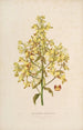 Sertum orchidaceum En krone af de smukkeste orkidéblomster Pl12 - John Lindley — visning af kunstværket