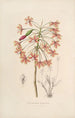 Sertum orchidaceum En krone af de smukkeste orkidéblomster Pl13 - John Lindley — visning af kunstværket