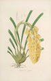 Sertum orchidaceum En krone af de smukkeste orkidéblomster Pl14 - John Lindley — visning af kunstværket