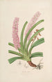 Sertum orchidaceum En krone af de smukkeste orkidéblomster Pl15 - John Lindley — visning af kunstværket