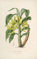 Sertum orchidaceum En krone af de smukkeste orkidéblomster Pl16 - John Lindley — visning af kunstværket