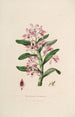Sertum orchidaceum En krone af de smukkeste orkidéblomster Pl18 - John Lindley — visning af kunstværket