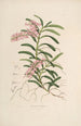 Sertum orchidaceum En krone af de smukkeste orkidéblomster Pl19 - John Lindley — visning af kunstværket