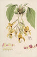 Sertum orchidaceum En krone af de smukkeste orkidéblomster Pl20 - John Lindley — visning af kunstværket