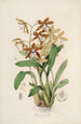 Sertum orchidaceum En krone af de smukkeste orkidéblomster Pl21 - John Lindley — visning af kunstværket