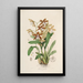 Sertum orchidaceum En krone af de smukkeste orkidéblomster Pl21 - John Lindley — indrammet kunstværk på væggen