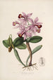 Sertum orchidaceum En krone af de smukkeste orkidéblomster Pl22 - John Lindley — visning af kunstværket