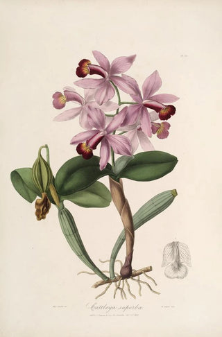 John Lindley - Sertum orchidaceum A wreath of the most beautiful orchidaceous flowers Pl22.webp