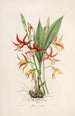 Sertum orchidaceum En krone af de smukkeste orkidéblomster Pl23 - John Lindley — visning af kunstværket