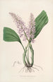 Sertum orchidaceum En krone af de smukkeste orkidéblomster Pl24 - John Lindley — visning af kunstværket