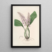 Sertum orchidaceum En krone af de smukkeste orkidéblomster Pl24 - John Lindley — indrammet kunstværk på væggen