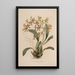 Sertum orchidaceum En krone af de smukkeste orkidéblomster Pl25 - John Lindley — indrammet kunstværk på væggen