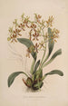 Sertum orchidaceum En krone af de smukkeste orkidéblomster Pl25 - John Lindley — visning af kunstværket