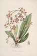 Sertum orchidaceum En krone af de smukkeste orkidéblomster Pl27 - John Lindley — visning af kunstværket