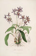 Sertum orchidaceum En krone af de smukkeste orkidéblomster Pl28 - John Lindley — visning af kunstværket