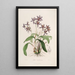Sertum orchidaceum En krone af de smukkeste orkidéblomster Pl28 - John Lindley — indrammet kunstværk på væggen
