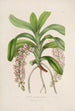 Sertum orchidaceum En krone af de smukkeste orkidéblomster Pl30 - John Lindley — visning af kunstværket