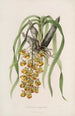 Sertum orchidaceum En krone af de smukkeste orkidéblomster Pl31 - John Lindley — visning af kunstværket