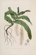 Sertum orchidaceum En krone af de smukkeste orkidéblomster Pl32 - John Lindley — visning af kunstværket