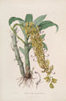 Sertum orchidaceum En krone af de smukkeste orkidéblomster Pl33 - John Lindley — visning af kunstværket