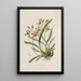 Sertum orchidaceum En krone af de smukkeste orkidéblomster Pl34 - John Lindley — indrammet kunstværk på væggen