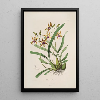 John Lindley - Sertum orchidaceum A wreath of the most beautiful orchidaceous flowers Pl34.webp
