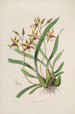 Sertum orchidaceum En krone af de smukkeste orkidéblomster Pl34 - John Lindley — visning af kunstværket