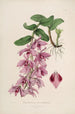 Sertum orchidaceum En krone af de smukkeste orkidéblomster Pl35 - John Lindley — visning af kunstværket