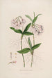 Sertum orchidaceum En krone af de smukkeste orkidéblomster Pl36 - John Lindley — visning af kunstværket