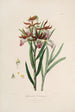 Sertum orchidaceum En krone af de smukkeste orkidéblomster Pl37 - John Lindley — visning af kunstværket