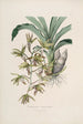Sertum orchidaceum En krone af de smukkeste orkidéblomster Pl38 - John Lindley — visning af kunstværket