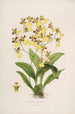 Sertum orchidaceum En krone af de smukkeste orkidéblomster Pl39 - John Lindley — visning af kunstværket