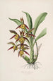 Sertum orchidaceum En krone af de smukkeste orkidéblomster Pl41 - John Lindley — visning af kunstværket