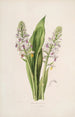 Sertum orchidaceum En krone af de smukkeste orkidéblomster Pl42 - John Lindley — visning af kunstværket