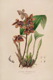 Sertum orchidaceum En krone af de smukkeste orkidéblomster Pl43 - John Lindley — visning af kunstværket