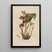 Sertum orchidaceum En krone af de smukkeste orkidéblomster Pl43 - John Lindley — indrammet kunstværk på væggen
